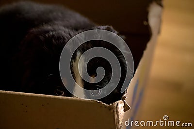 Bernese Mountain Dog puppy sitting in a cardboard bos Stock Photo