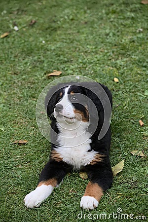 Bernese Mountain Dog puppy sitting in the grass Stock Photo