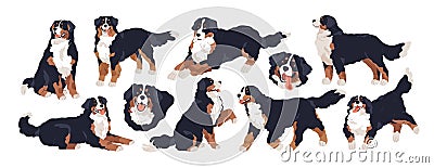 Bernese mountain dog set. Cute doggy of Swiss breed. Purebred canine animal with fuzzy coat, sitting, walking, running Vector Illustration