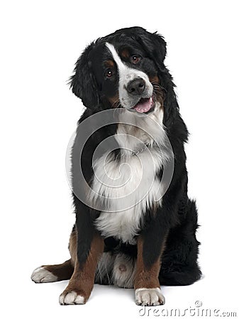 Bernese Mountain Dog, sitting with mouth open Stock Photo