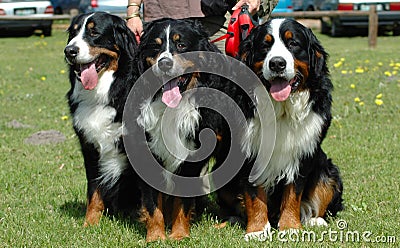 Bernese Mountain Dogs Stock Photo