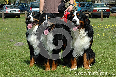 Bernese Mountain Dogs Stock Photo