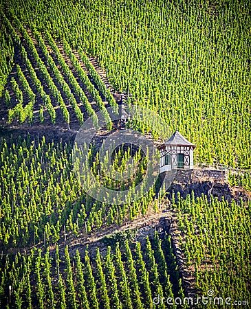 Bernkastel area of vineyards near the Moselle river Stock Photo