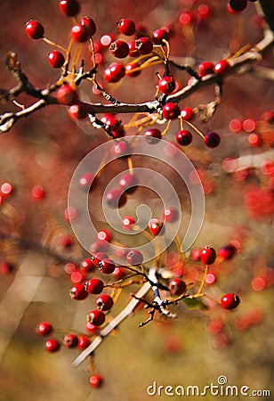 Berries Stock Photo