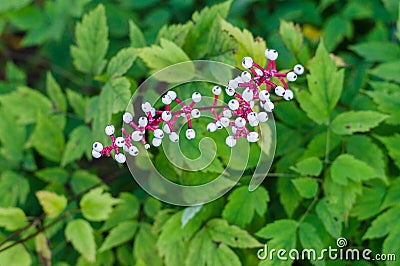 Berries of Actaea pachypoda Stock Photo