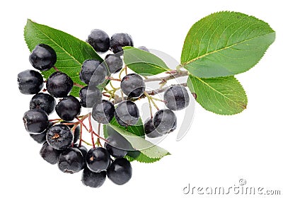 The berries of the aronia are covered with thin villi Stock Photo