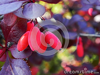 Ripe bright berries of barberry on a bush close up Stock Photo