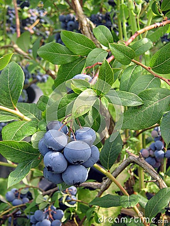 The berries of the bilberry Stock Photo