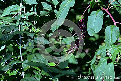 Berries Stock Photo