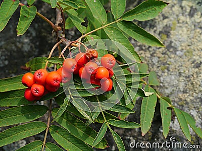 Berries from European rowan / Sorbus aucuparia Stock Photo