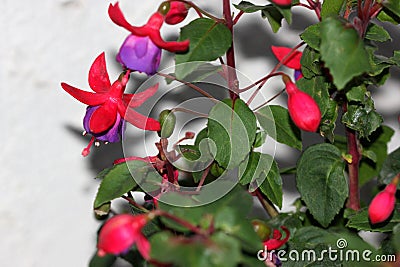 Berries Fuchsia hybrida 'Black Prince' Stock Photo