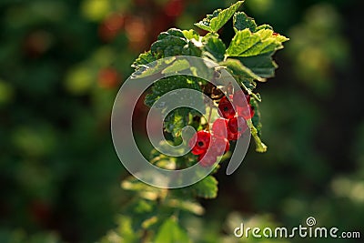 Berries growing in the garden at home. Ripe red currant berries on a green branch. Stock Photo