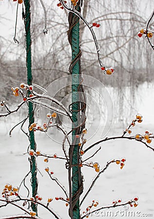 Berries in ice Stock Photo