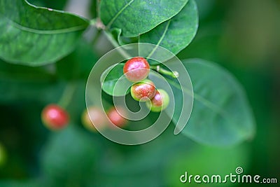 Berries of an Indian snakeroot, Rauvolfia serpentina Stock Photo