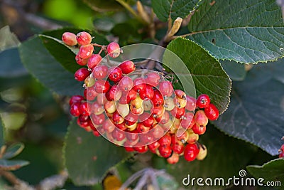 Berries of a Korean spice viburnum, Viburnum carlesii Stock Photo