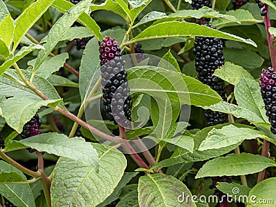 Berries and leaves of Indian pokeweed, Phytolacca acinosa Stock Photo