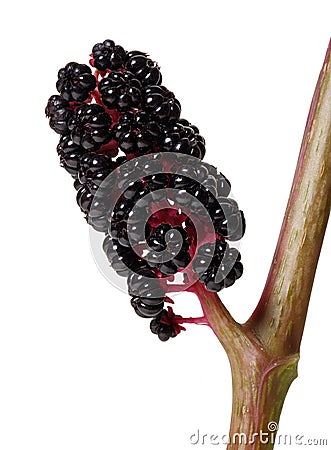 Berries of Phytolacca Stock Photo