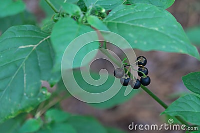 Berries plant nightshade black growth in forest close up. Stock Photo