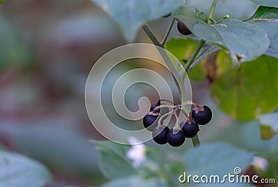 Berries plant nightshade black growth in forest close up. Solanum nigrum. Stock Photo