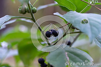 Berries plant nightshade black growth in forest close up. Solanum nigrum. Stock Photo