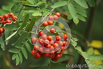 Berries on a rowan tree Stock Photo