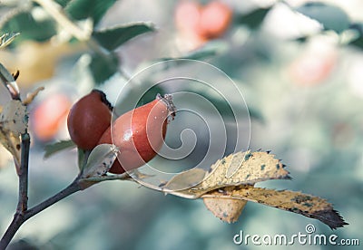 Berries of a roze hip in blue colours Stock Photo