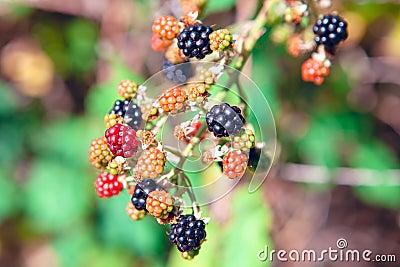 Berries Rubus Fruticosus Stock Photo