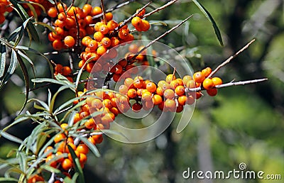 Berries of Sea buckthorn Stock Photo