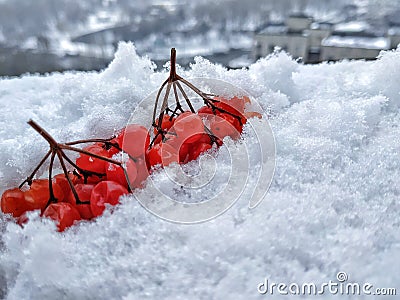 Berries on the snow Stock Photo