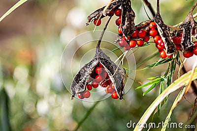 Berries on a Stinking Iris Plant, with a Shallow Depth of Field Stock Photo