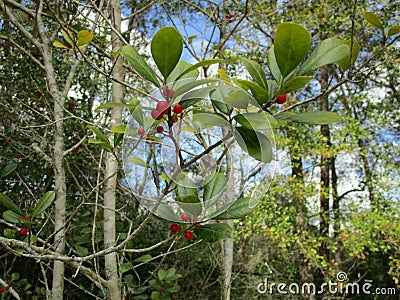 Happy Holidays! Berries on Tree in Forest Stock Photo