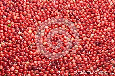Berries of wild cowberry background Stock Photo