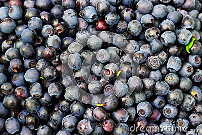 Berry blueberries background. Lots of fresh I collected in the woods Stock Photo