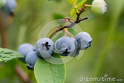 Berry blueberries on a branch. Stock Photo