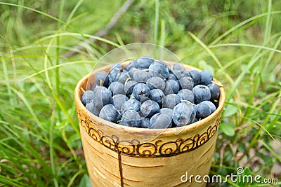 Berry Blueberries in wooden box of tuesok against forest background Stock Photo