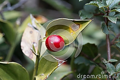 Berry of a butcher`s-broom, Ruscus aculeatus Stock Photo
