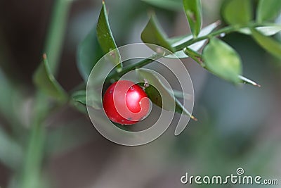 Berry of a butcher`s-broom, Ruscus aculeatus Stock Photo