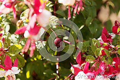 Fruit of a garden fuchsia bush Stock Photo