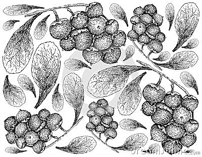 Berry Fruit, Illustration Wallpaper of Hand Drawn Sketch of Jostaberries Isolated on White Background Vector Illustration