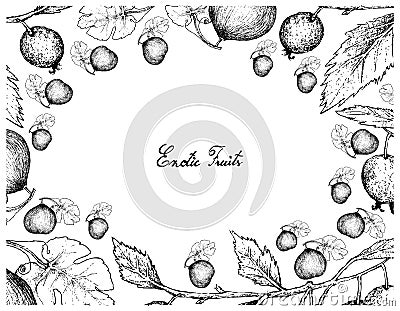 Hand Drawn Frame of Casaba Melon and European Nettle Tree Vector Illustration