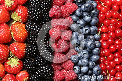Berry fruits in a row Stock Photo