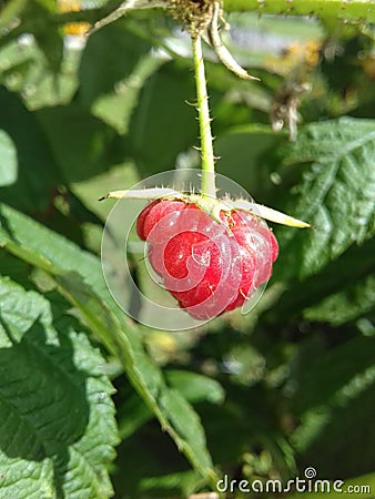 Berry in garden Stock Photo