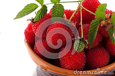 Berry garden hybrid of blackberry and raspberry Stock Photo