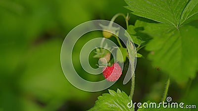 Berry of ripe wild strawberries. Nature of Europe. Most delicious berries in world. Close up. Stock Photo