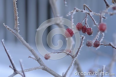 Berries and other plants under the snow. Stock Photo
