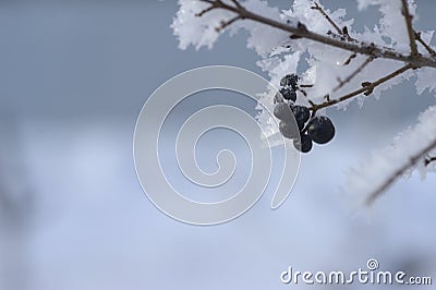Black mountain ash and other plants under the snow. Russian winter 2018. Stock Photo