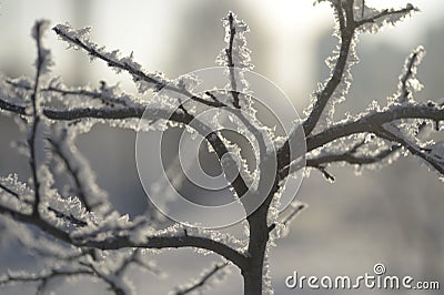 Tree branches and leaves in the snow Russian winter 2018. Stock Photo
