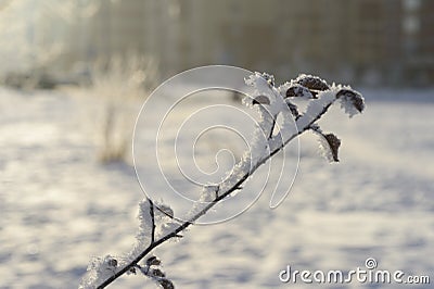 Tree branches and leaves in the snow. Russian winter 2018. Stock Photo