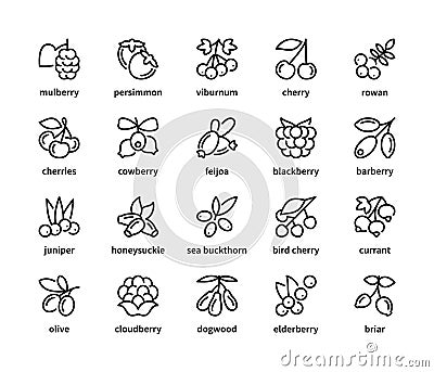 Berry simple set of vector linear icons. Isolated collection of berries icons on white background. Vector symbol set of berries Stock Photo