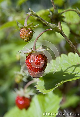 Berry wood Stock Photo